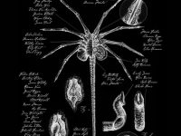 “Alien: Covenant” premiera javës në kinema Millennium