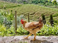 LE FIGARO: Shqipëria me vreshtat më të vjetra në Europë, kartolina që duhet zbuluar menjëherë