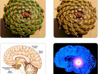 Syri i Tretë, qendra e mbidijes ose principi kardinal i universit