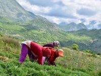 BBC: Bimët në malet shqiptare që na mbajnë të rinj. Ç’fshihet pas reklamave të kremrave mrekullibërës