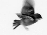 Për ty dashuria ime