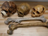 Ndryshimet klimatike ndryshojnë trupat tanë! Sa më ftohtë, aq më të mëdhenj