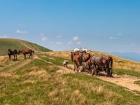 Ciganët nuk i vrasin kurrë kuajt