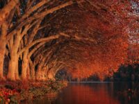 Vjeshta vetëm flokë